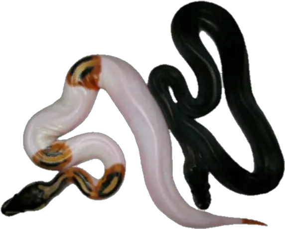  Download Transparenthalloween Pnghalloweensnake Animal Figure Snake Transparent