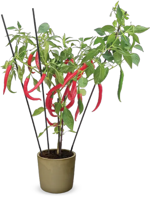  Hishtil Capsicum Hot U0027fire Flameu0027 Chili Grafted Houseplant Png Chili Png