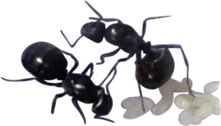  Ant Keeper Magazine Carpenter Ant Png Ant Transparent