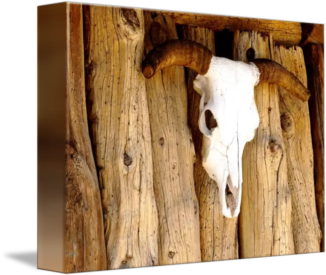  Sun Bleached Cow Skull By Alan And Marcia Socolik Picture Frame Png Cow Skull Png