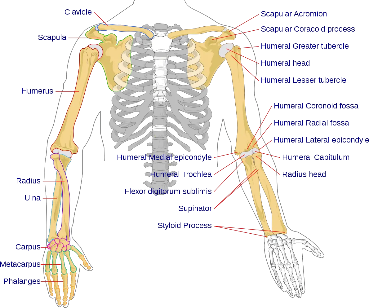  Filehuman Arm Bones Diagramsvg Wikipedia Bones Of The Arm Png Skeleton Hand Png