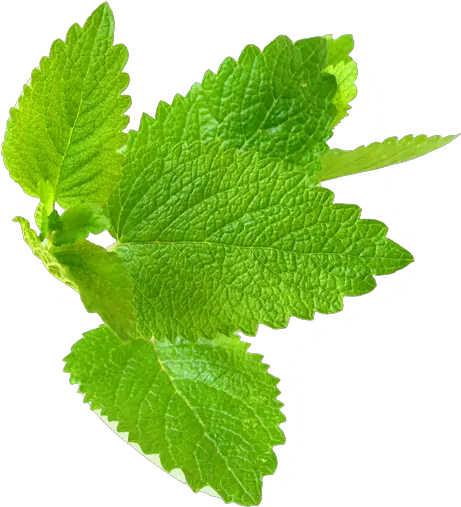  Mint Leaf Png Picture Fresh Mint Leaves Png Mint Leaves Png