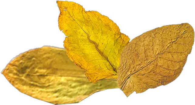  Tobacco Png Logo Daun Tembakau Png Tobacco Leaf Png