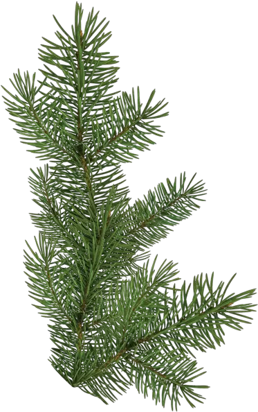  Christmas Tree Branch Png 2 Image Pine Tree Branch Png Pine Branch Png