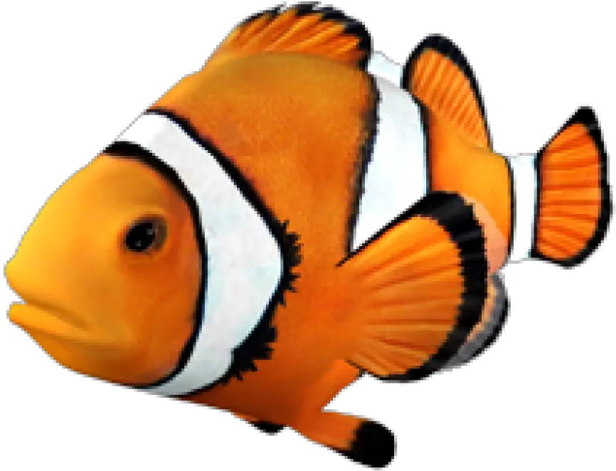  Goldfish Clownfish Angelfish Tropical Clown Fish No Background Png Tropical Fish Png