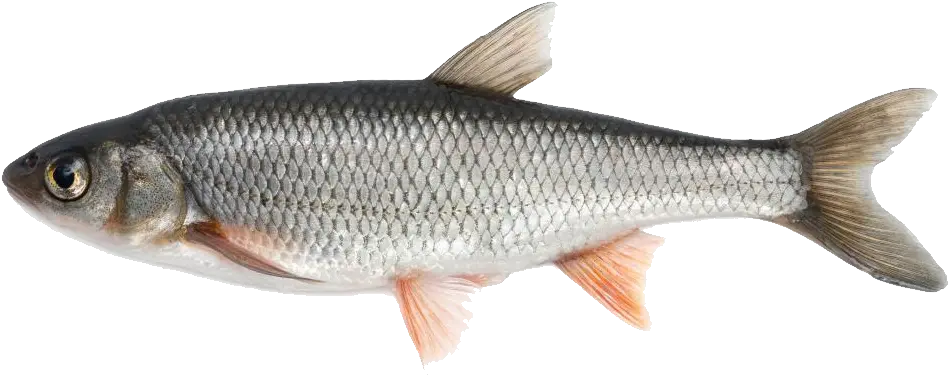  River Fish Png Transparent Image 16 Free Transparent Png Fish Available In India Fin Png