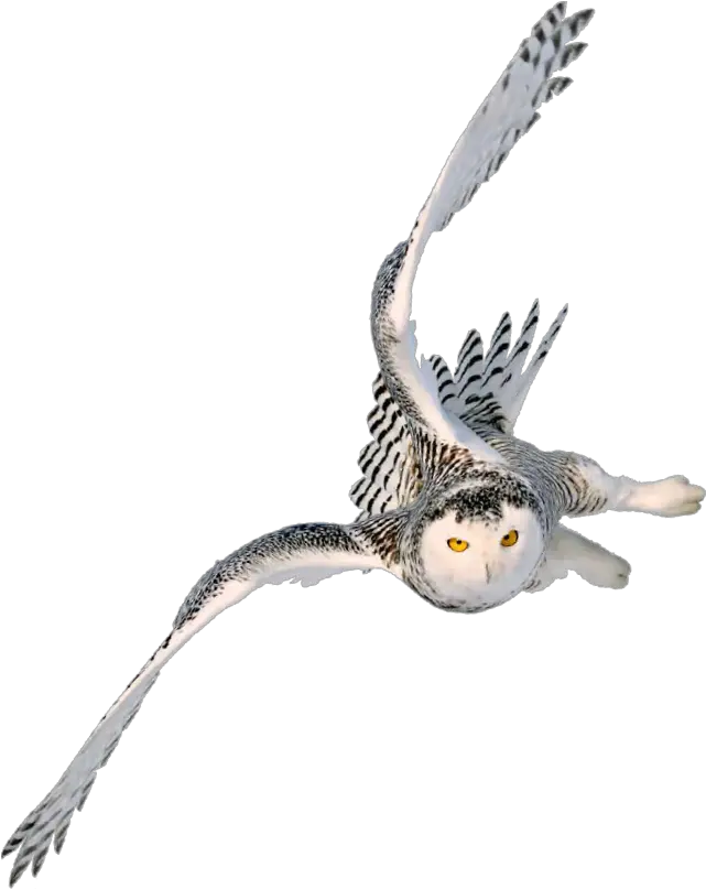  Snowy Owl Image Portable Network Graphics Barn Harry Flying Owl Png Transparent Owl Png