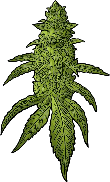  Buds Cannabis Vector Clipart Kush Weed Vector Png Weed Transparent Background