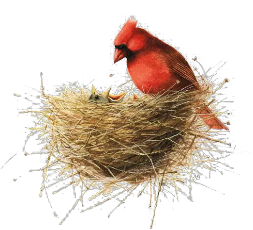  Download Hd Bird Painting Drawing Illustration Bird Nest Happy Mothers Day Marjolein Bastin Png Bird Nest Png