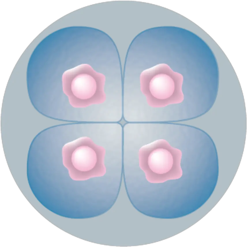  File4 Cell Stage Embryopng Wikimedia Commons 4 Cell Stage Embryo Stage Png