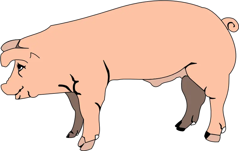  Download Image Of Pig 7 Vector Png Clipart Free Clipart Pig Transparent Background Pig Png