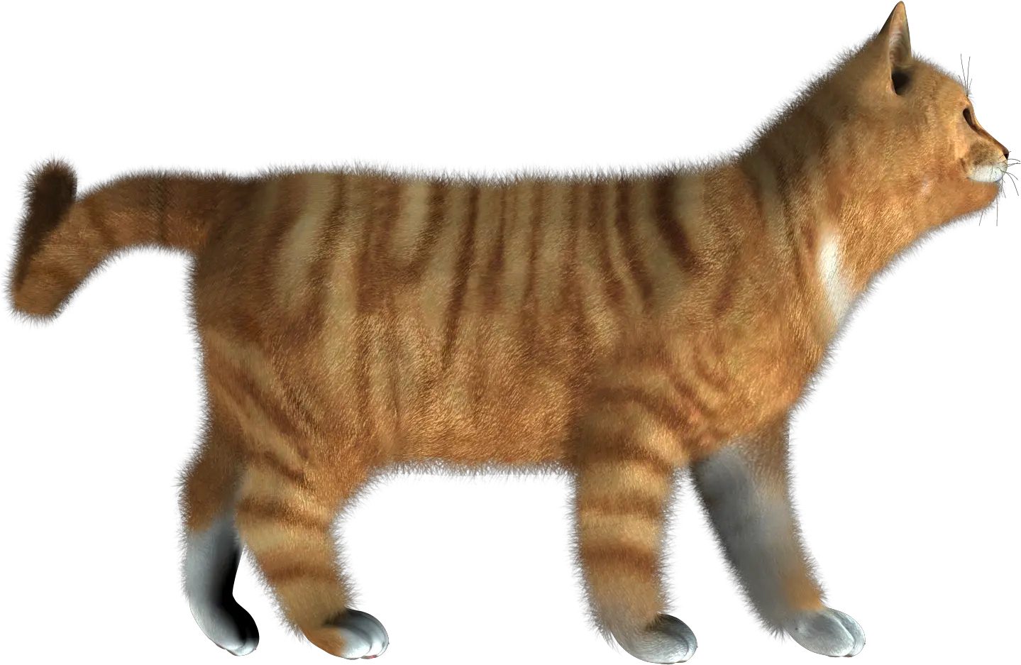  Download Kitten Png Pic Cat Hd Images Png Full Size Png Cat Side View Transparent Kitten Png