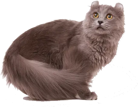  American Curl Cat Breed Facts And Information Petcoach American Curl Cat Png Cat Transparent