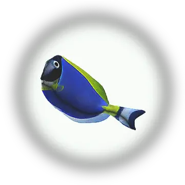  Bdo Blue Tang Knowledge Database Guide Blue Tang Png Dory Icon