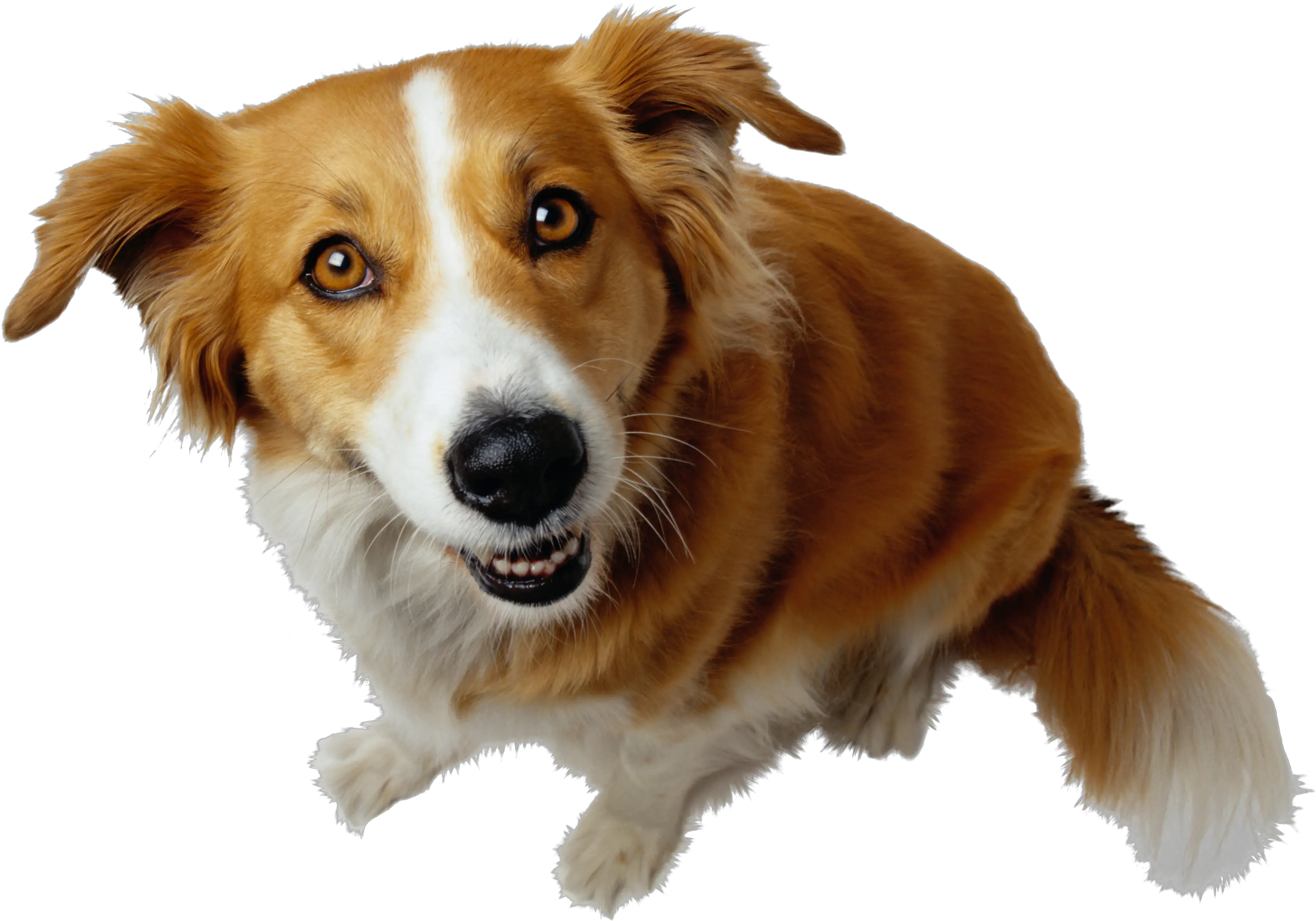  Dog Png Transparent Background Dogs Png Playing Bull Dog Png