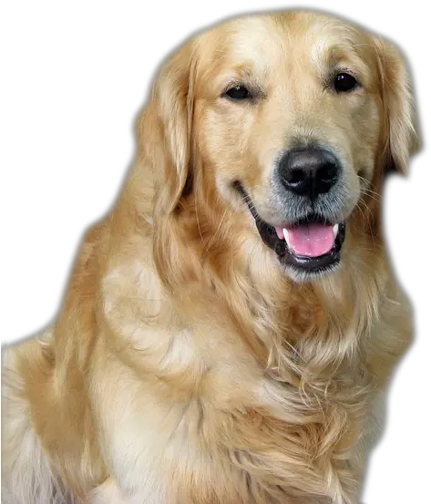  Dog Png Image Beautiful Dogs Transparent Pictures Free Golden Retriever Cute Dog Pet Png