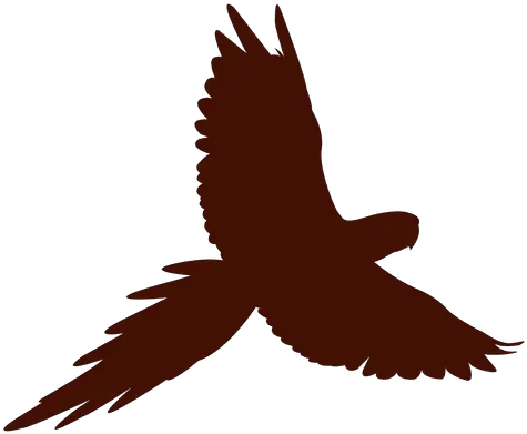  Pet Bird Silhouette Flying Transparent Png U0026 Svg Vector File Flying Parrot Transparent Background Bird Silhouette Png