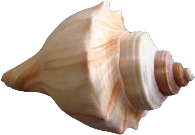  Download Free Png Seashell Seashell Png Sea Shell Png