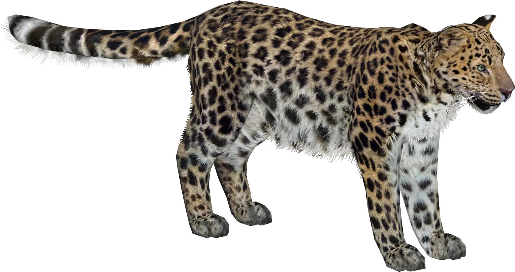  Amur Leopard Lgcfm U0026 Zebrasorus Zt2 Download Library Amur Leopard Png Leopard Png