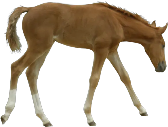  Foal Png Hd Transparent Hdpng Images Pluspng Foal Transparent Background Horse Running Png