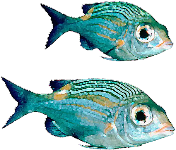  Colorful Fish Png Transparent Clipart Colorful Fish Transparent Background Ocean Fish Png