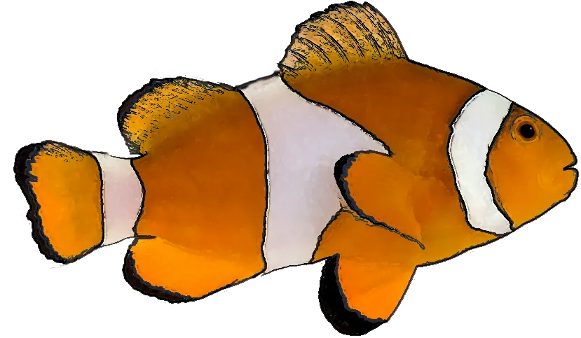  Finding Nemo Png Picture Arts Tropical Fish Fish White Background Nemo Png