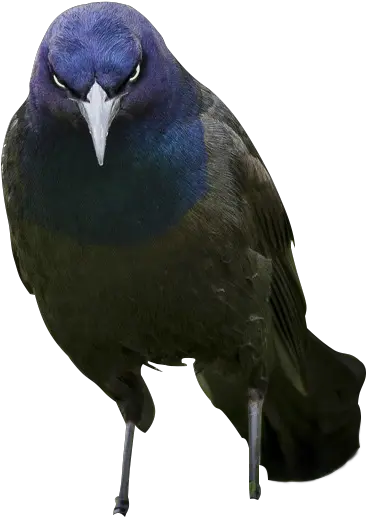  Evil Bird Cutout From Psb Cutouts Boat Tailed Grackle Png Bird Transparent