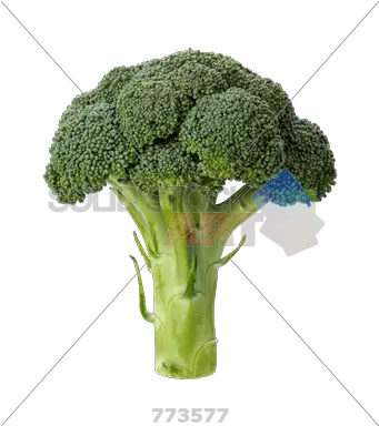  Stock Photo Of Broccoli Head Isolated Slice Of Broccoli Png Broccoli Transparent Background