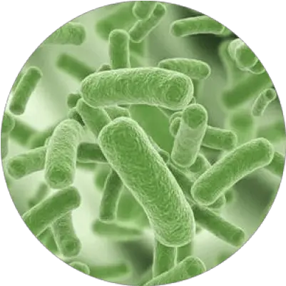  Download Free Png Understanding Bacteria Dlpngcom Lactobacillus Plantarum En Vino Bacteria Png