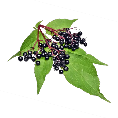  Elderberry Information Rejuvenated Health Supplements Global Elderberry Png Berry Png