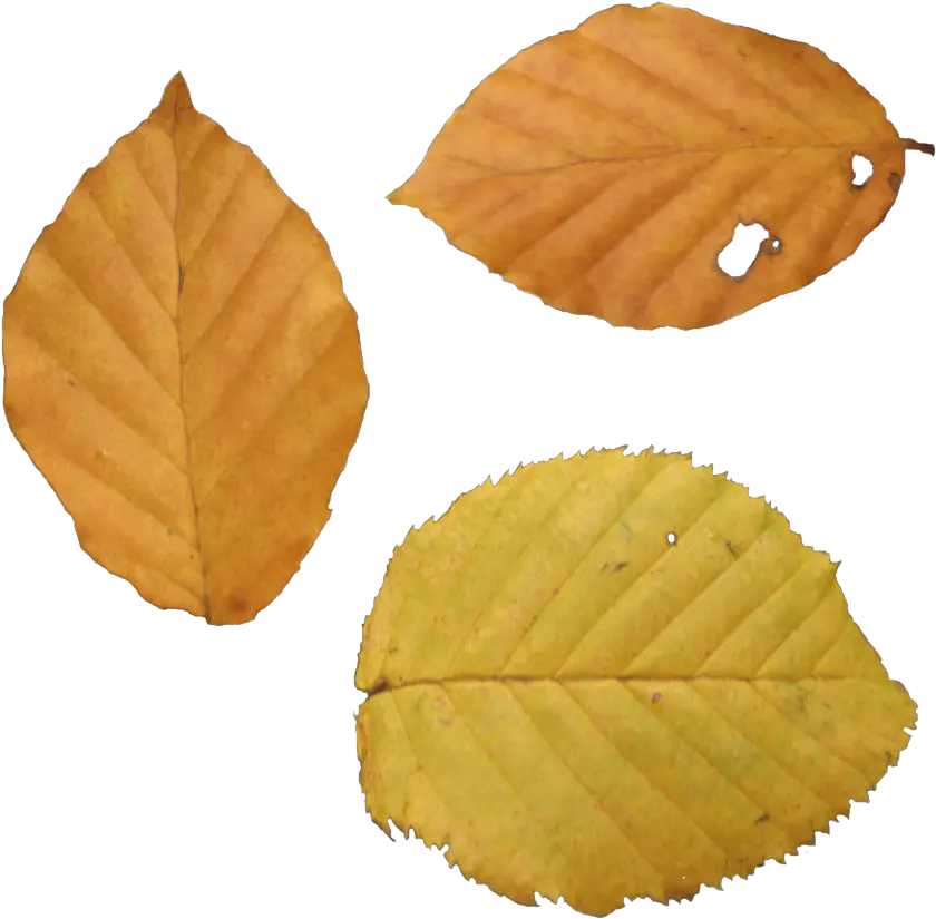  210 Best Maple Leaf Png Duper Dry Leaf Png Autumn Leaves Png