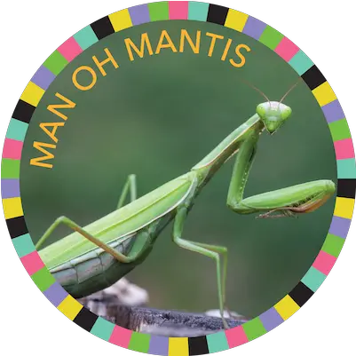  Download Man Oh Mantis Image Praying Mantis Png Praying Mantis Png