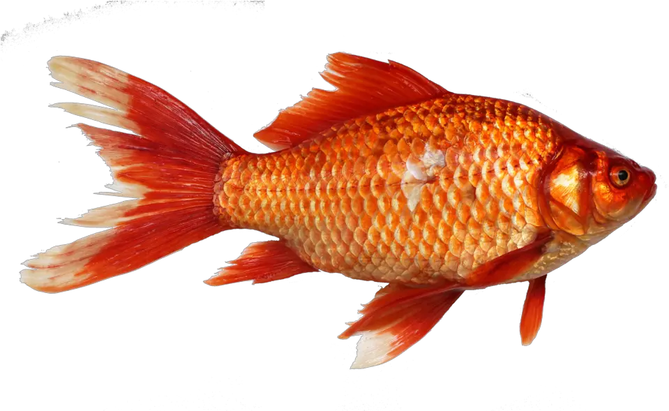  The Real Animal That Magikarp U0026 Gyarados Are Based Upon Transparent Image Of Fish Png Magikarp Transparent