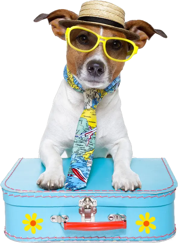  Download Sitting Pet Travel Dog Puppy Ha 1277522 Png Dog Vacation Puppy Clipart Png