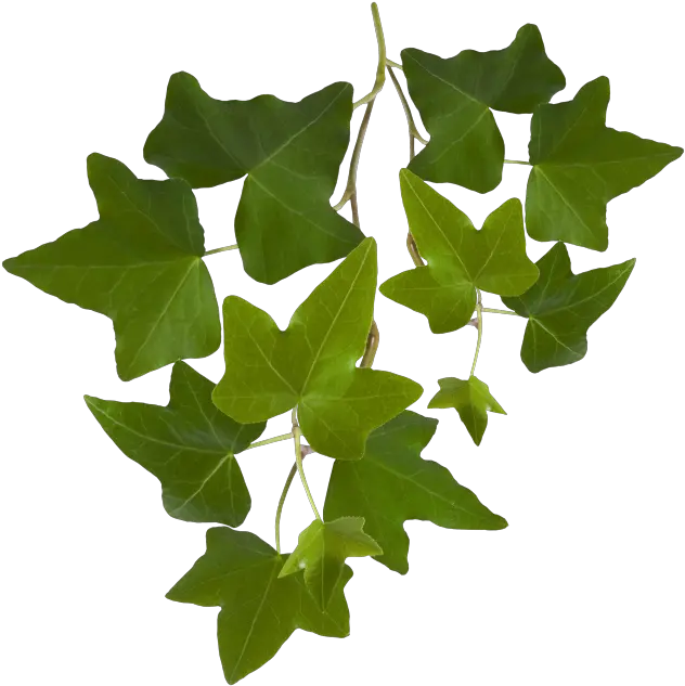  Leaf Ivy Leaves Png Ivy Leaf Png