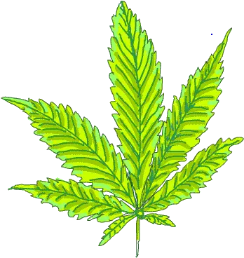  Marijuana Pot Leaf Plant Marijuana Leaf Png Pot Leaf Transparent