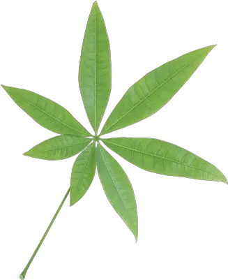  Isolated Star Green Leaf Transparent Png Stickpng Plants With Seven Leaves Leaves Transparent Background