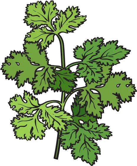  Cilantro Coriander Herb Transparent Cartoon Jingfm Cilantro Clip Art Png Cilantro Png