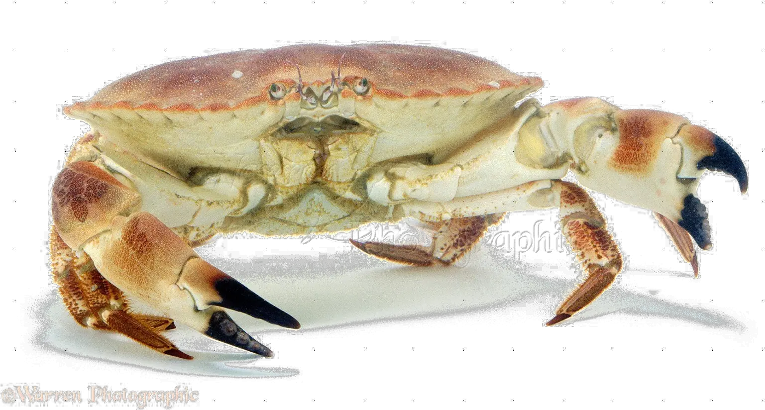  Crab Png Image Transparent Background Crab Png Crab Transparent Background