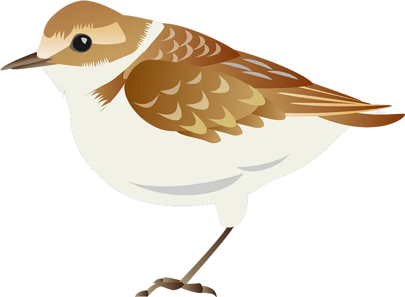  Plover Bird Clipart Plover Bird Cartoon Transparent Png Bird Transparent