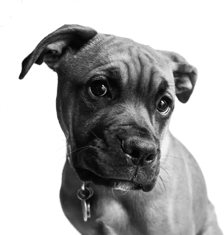  The Ranch Pet Care Dog U0026 Cat Daycare Boarding Kennels Dog Portrait Black And White Png Bull Dog Png