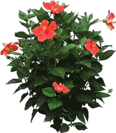  Pin Hibiscus Plant Png Hibiscus Flower Png