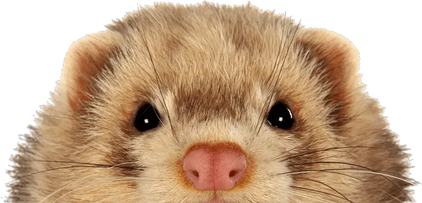  Download Keeping Ferrets Safe North American River Otter Png Ferret Png