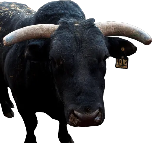  Pbr Bull Black Rose Bull Png Black Rose Png