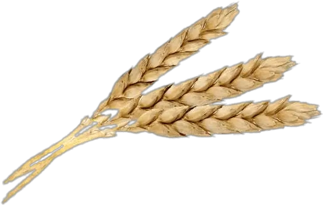  Three Wheat Spikes Transparent Png Wheat Jpg Wheat Transparent Background