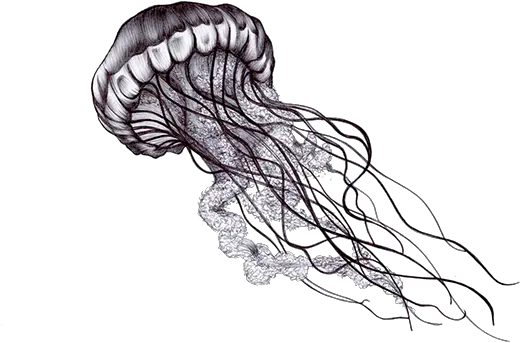  Jellyfish Png Picture Jellyfish Black And White Transparent Jellyfish