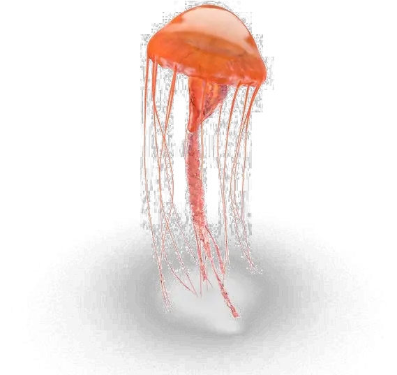  Jellyfish Png Pic Jellyfish Transparent Jellyfish