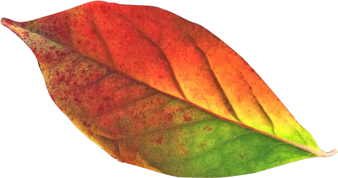  Autumn Leaf Png Transparent Image Transparent Autumn Leaves Clipart Autumn Leaves Png