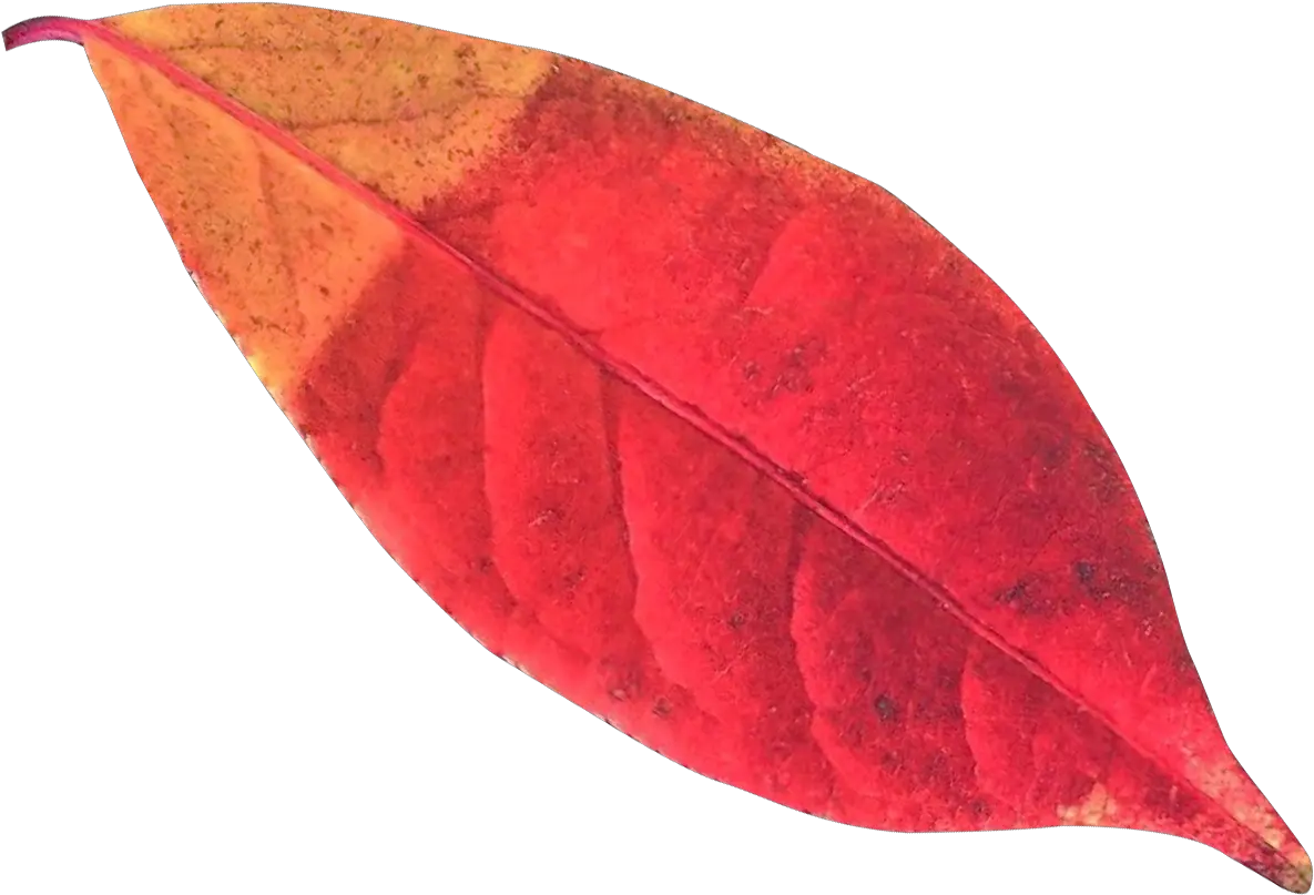  Autumn Leaf Png Transparent Image Pngpix Pine Leaves Autumn Png Autumn Leaves Png