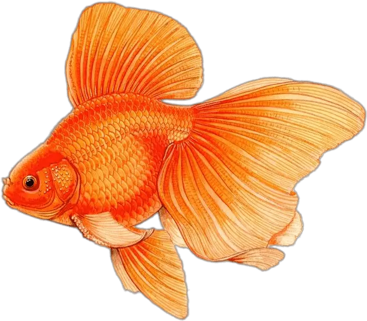  Large Fins Drawing Transparent Png Difference Between Male And Female Goldfish Fin Png